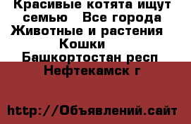 Красивые котята ищут семью - Все города Животные и растения » Кошки   . Башкортостан респ.,Нефтекамск г.